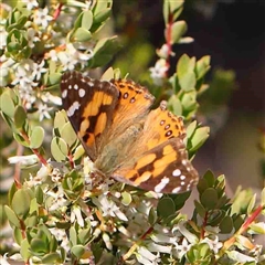 Vanessa kershawi (Australian Painted Lady) at The Rock, NSW - 6 Oct 2024 by ConBoekel