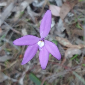 Glossodia major at Goulburn, NSW - suppressed