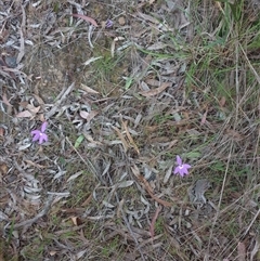 Glossodia major at Goulburn, NSW - suppressed