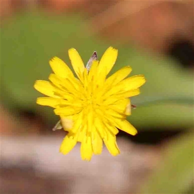 Hypochaeris radicata (Cat's Ear, Flatweed) at The Rock, NSW - 7 Oct 2024 by ConBoekel