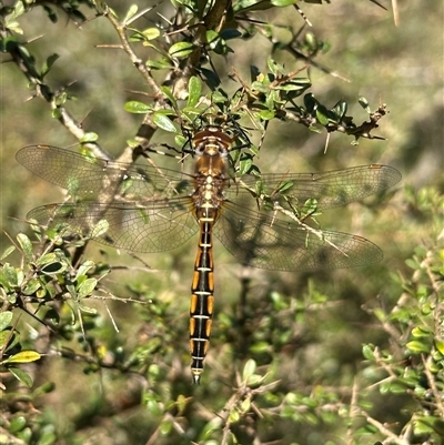 Procordulia jacksoniensis (Eastern Swamp Emerald) at Tantawangalo, NSW - 9 Oct 2024 by Pirom