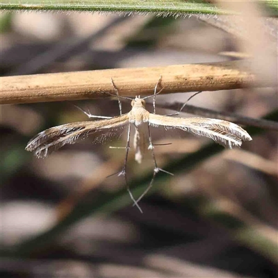 Sphenarches anisodactylus at The Rock, NSW - 6 Oct 2024 by ConBoekel