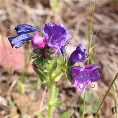 Echium sp. (Paterson's Curse or Viper's Bugloss) at The Rock, NSW - 7 Oct 2024 by ConBoekel