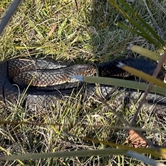 Pseudechis porphyriacus at Tantawangalo, NSW - 9 Oct 2024 by Pirom