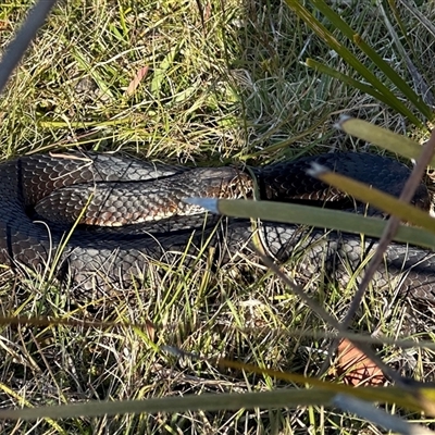 Pseudechis porphyriacus at Tantawangalo, NSW - 9 Oct 2024 by Pirom