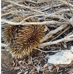 Tachyglossus aculeatus multiaculeatus (Kangaroo Island Echidna) at Kingscote, SA - 10 Oct 2024 by MichaelMulvaney