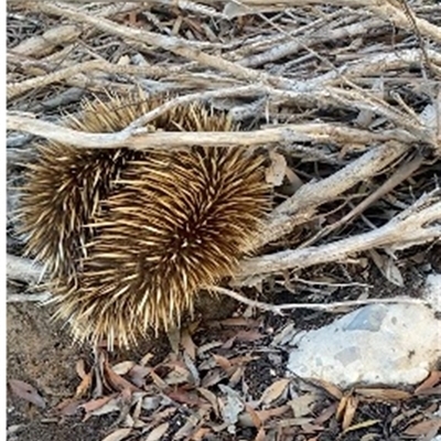 Tachyglossus aculeatus multiaculeatus (Kangaroo Island Echidna) at Kingscote, SA - 10 Oct 2024 by MichaelMulvaney