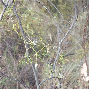 Clematis leptophylla at Kambah, ACT - 9 Oct 2024