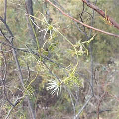 Clematis leptophylla at Kambah, ACT - 9 Oct 2024