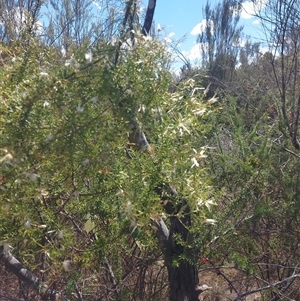 Clematis leptophylla at Kambah, ACT - 9 Oct 2024