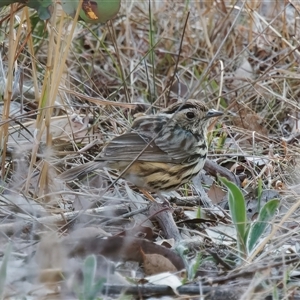 Pyrrholaemus sagittatus at Richardson, ACT - 10 Oct 2024