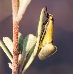 Philobota undescribed species near arabella at Chisholm, ACT - 10 Oct 2024