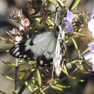 Belenois java at Acton, ACT - 10 Oct 2024 02:07 PM