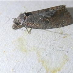 Cryptaspasma sordida (A Tortricid moth (Olethreutinae)) at Belconnen, ACT - 10 Oct 2024 by JohnGiacon