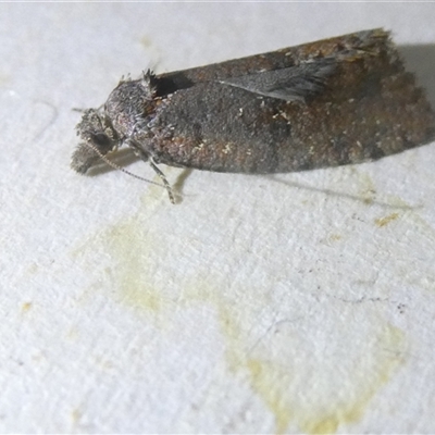 Cryptaspasma sordida (A Tortricid moth (Olethreutinae)) at Belconnen, ACT - 10 Oct 2024 by JohnGiacon