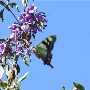 Graphium macleayanum at Acton, ACT - 10 Oct 2024 02:11 PM