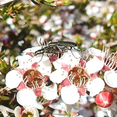 Cleridae sp. (family) (Checkered beetle) at Acton, ACT - 10 Oct 2024 by HelenCross