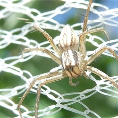 Oxyopes (genus) (Lynx spider) at Belconnen, ACT - 10 Oct 2024 by JohnGiacon
