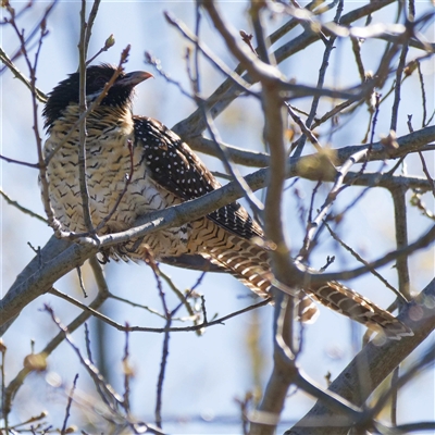 Eudynamys orientalis (Pacific Koel) at Harrison, ACT - 9 Oct 2024 by DPRees125