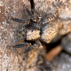 Servaea sp. (genus) (Unidentified Servaea jumping spider) at Russell, ACT - 10 Oct 2024 by Hejor1