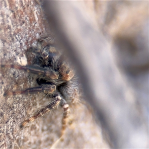 Servaea sp. (genus) at Russell, ACT - 10 Oct 2024