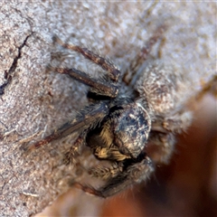 Servaea sp. (genus) at Russell, ACT - 10 Oct 2024 01:44 PM