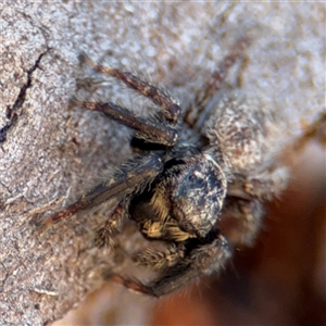 Servaea sp. (genus) at Russell, ACT - 10 Oct 2024 01:44 PM