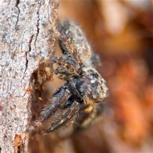 Servaea sp. (genus) at Russell, ACT - 10 Oct 2024