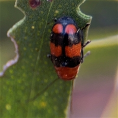 Aporocera (Aporocera) jocosa (Leaf beetle) at Russell, ACT - 10 Oct 2024 by Hejor1