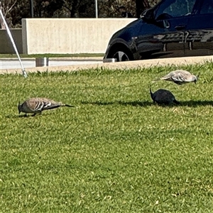 Ocyphaps lophotes at Russell, ACT - 10 Oct 2024 04:12 PM