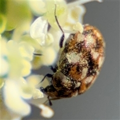 Anthrenus verbasci (Varied or Variegated Carpet Beetle) at Barton, ACT - 10 Oct 2024 by Hejor1