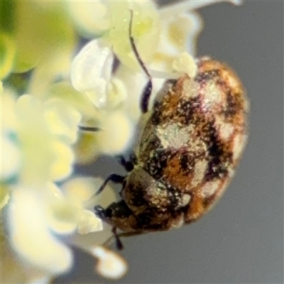 Anthrenus verbasci (Varied or Variegated Carpet Beetle) at Barton, ACT - 10 Oct 2024 by Hejor1