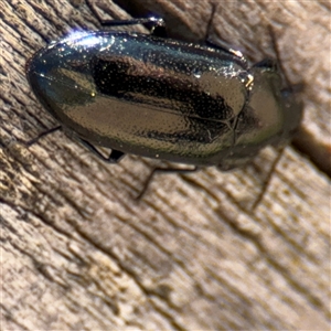 Chalcopteroides sp. (genus) at Russell, ACT - 10 Oct 2024 02:00 PM