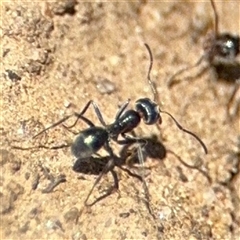 Iridomyrmex sp. (genus) (Ant) at Russell, ACT - 10 Oct 2024 by Hejor1