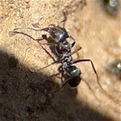 Iridomyrmex sp. (genus) at Russell, ACT - 10 Oct 2024 01:58 PM