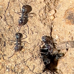 Iridomyrmex sp. (genus) at Russell, ACT - 10 Oct 2024 01:58 PM