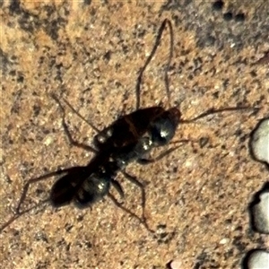 Formicidae (family) at Russell, ACT - 10 Oct 2024 01:56 PM