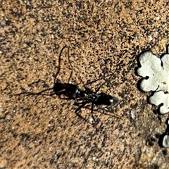 Formicidae (family) at Russell, ACT - 10 Oct 2024 01:56 PM