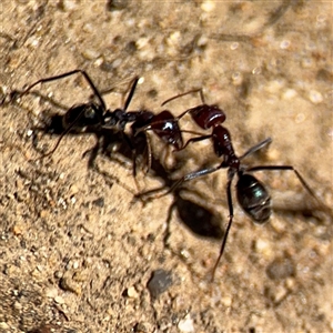 Iridomyrmex purpureus at Russell, ACT - 10 Oct 2024 01:54 PM