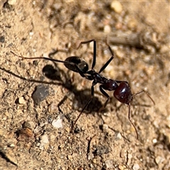 Iridomyrmex purpureus at Russell, ACT - 10 Oct 2024 01:54 PM