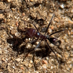 Iridomyrmex purpureus at Russell, ACT - 10 Oct 2024 01:54 PM