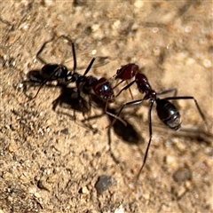 Iridomyrmex purpureus at Russell, ACT - 10 Oct 2024 01:54 PM