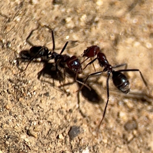 Iridomyrmex purpureus at Russell, ACT - 10 Oct 2024 01:54 PM