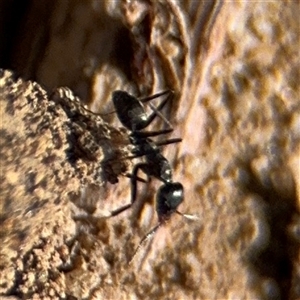 Iridomyrmex sp. (genus) at Russell, ACT - 10 Oct 2024 01:51 PM