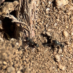 Iridomyrmex sp. (genus) at Russell, ACT - 10 Oct 2024 01:51 PM