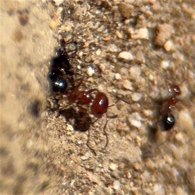 Melophorus sp. (genus) (Furnace ant) at Russell, ACT - 10 Oct 2024 by Hejor1