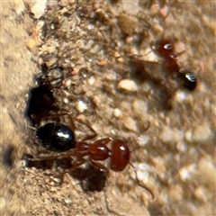 Melophorus sp. (genus) at Russell, ACT - 10 Oct 2024 01:51 PM