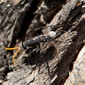 Fabriogenia sp. (genus) at Russell, ACT - 10 Oct 2024