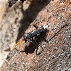 Fabriogenia sp. (genus) at Russell, ACT - 10 Oct 2024