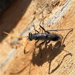 Fabriogenia sp. (genus) at Russell, ACT - 10 Oct 2024